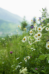 Image showing field of camomiles