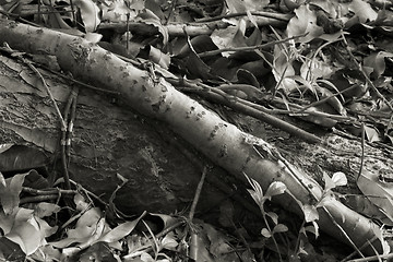 Image showing Root, Tropical Tree, Ho'omaluhia Botanical Gardens