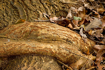 Image showing Tropical Tree Root, Ho'omaluhia Botanical Gardens