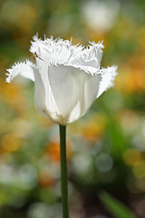 Image showing Ruffled frilled parrot tulip white in the spring garden