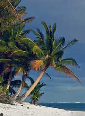 Image showing Classic Palm