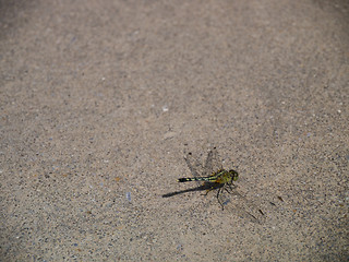 Image showing dragonfly