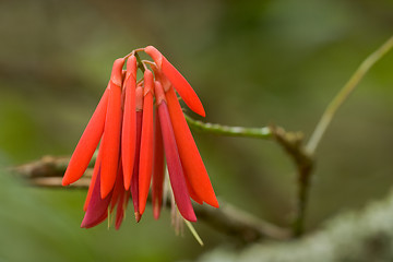 Image showing Tropical Plant, Ho'omaluhia Botanical Gardens