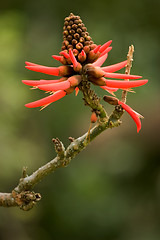 Image showing Tropical Plant, Ho'omaluhia Botanical Gardens