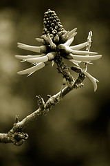 Image showing Tropical Plant, Ho'omaluhia Botanical Gardens