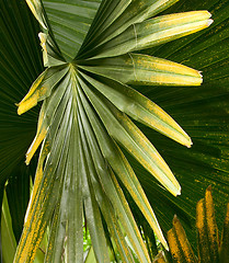 Image showing Tropical Plant, Ho'omaluhia Botanical Gardens