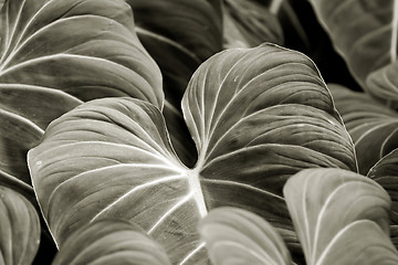 Image showing Tropical Plant, Hoomaluhia Botanical Gardens