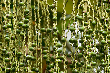 Image showing Tropical Tree, Ho'omaluhia Botanical Gardens