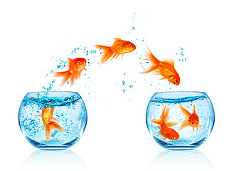 Image showing Goldfish jumping.