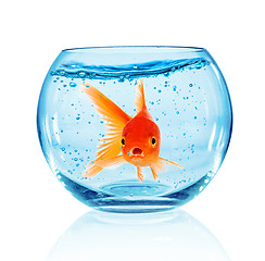 Image showing Goldfish in aquarium