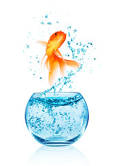 Image showing Goldfish jumping.