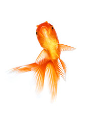 Image showing Goldfish