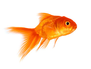 Image showing Goldfish