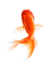 Image showing Goldfish