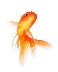 Image showing Goldfish