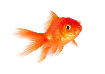 Image showing Goldfish