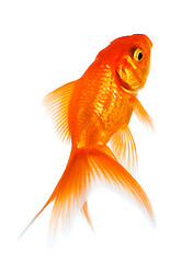 Image showing Goldfish