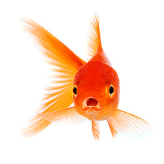 Image showing Goldfish