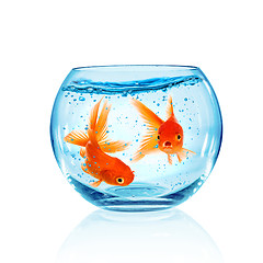 Image showing Goldfish in aquarium