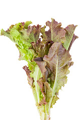 Image showing Red leaf Lettuce