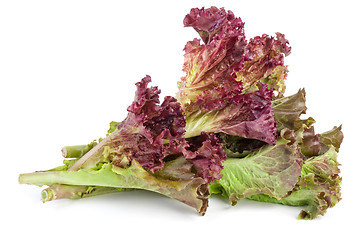 Image showing Red leaf lolo rosso lettuce