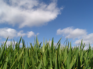 Image showing springtime growth