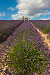 Image showing Field of lavender