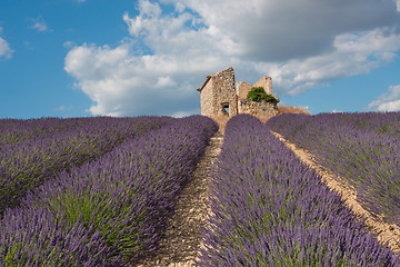 Image showing Field of lavender