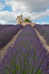 Image showing Lavender field