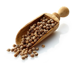 Image showing wooden scoop with dried coriander seeds