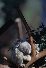 Image showing Koala