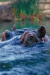 Image showing Hippo