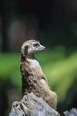 Image showing Meerkat