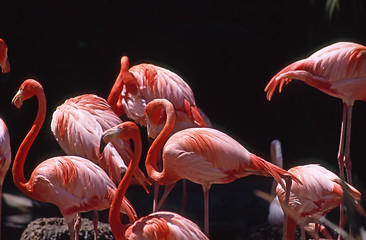 Image showing Flamingos