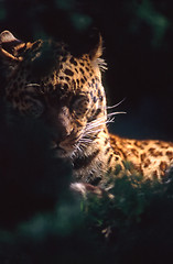 Image showing Leopard