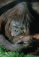 Image showing Gorilla with baby