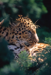 Image showing Leopard