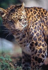 Image showing Leopard