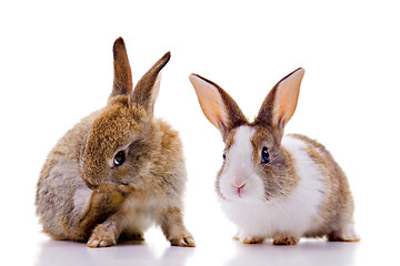 Image showing Bunnies