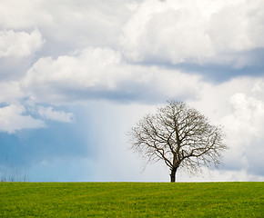 Image showing Leafless Tree