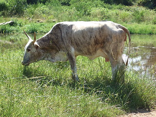 Image showing Grazing cow