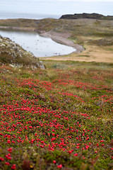 Image showing northern landscape with red berries 