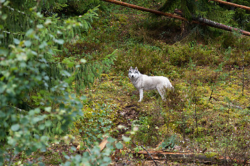 Image showing big white dog in the forest