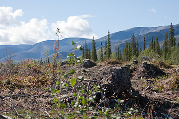 Image showing forest glade