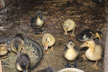 Image showing some amusing ducklings