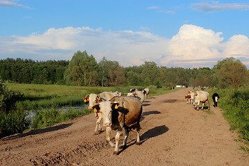 Image showing cows coming back from pasture