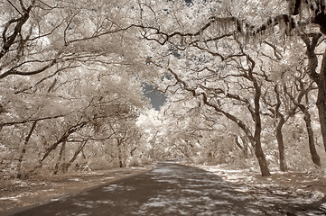 Image showing Infrared Oak trees with Spanish Moss on Amelia Island, Florida