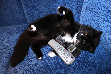 Image showing black cat plays with remote control and phone tube