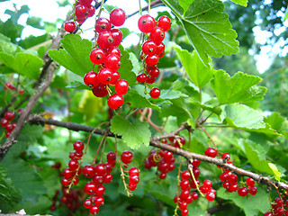 Image showing Berry of a red currant on the bush