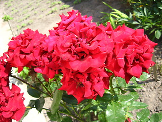 Image showing beautiful flower of red rose